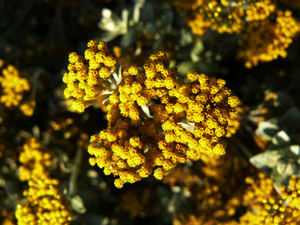 Vivers Càrex - Helichrysum argyrophyllum (Helichrysum cymosum)